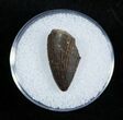 Partial Dromaeosaur/Raptor Tooth From Montana #2036-1